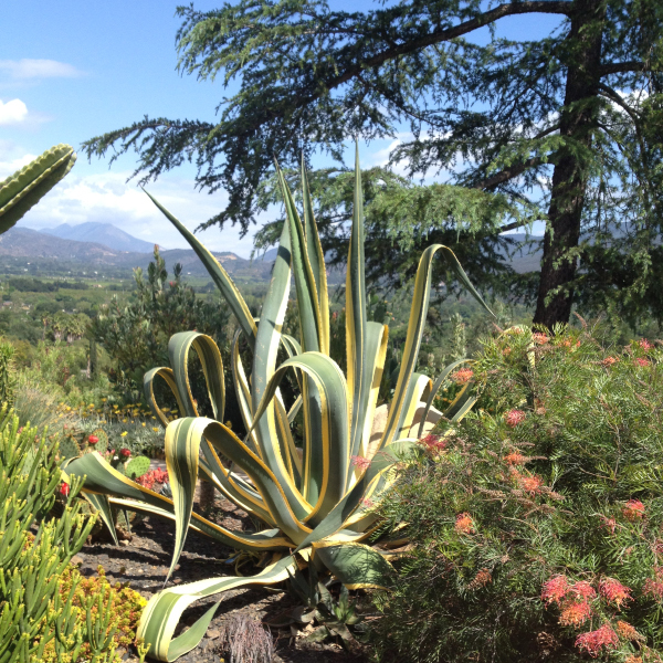 ojai valley