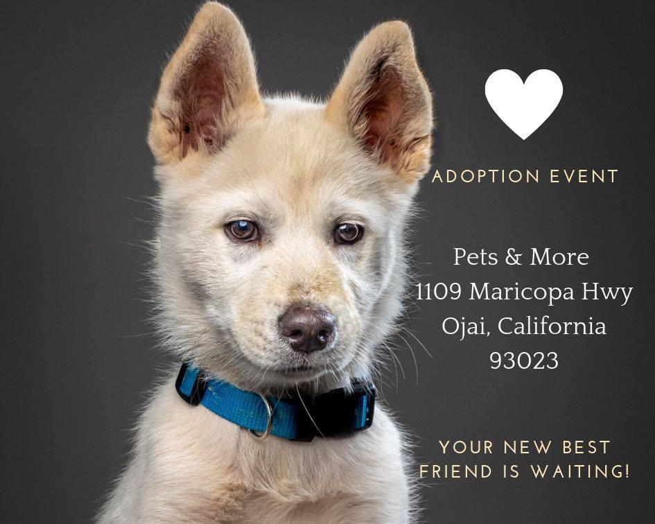 santa paula animal rescue center