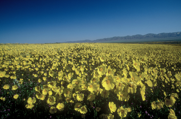 A carpet of tickseed coreopsis blankets the Carrizo Plain National Monument from Soda Lake to the Temblor Mountains