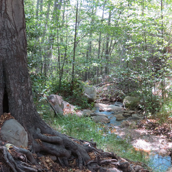 matilija canyon trail 