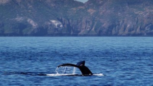 whale tail from channel island sportfishing center