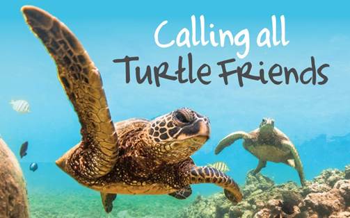 turtle friends
