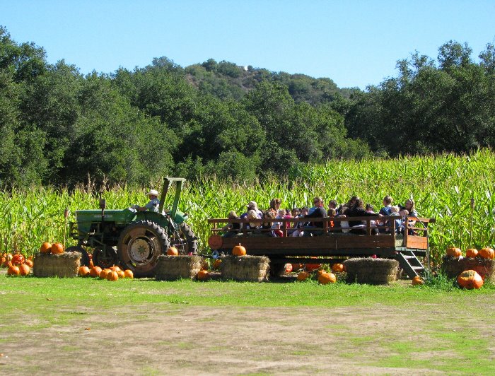 boccali's pumpkin patch