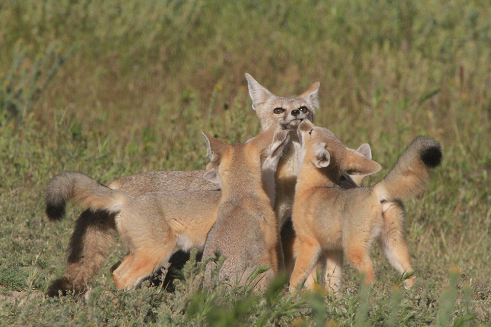 Kit fox family