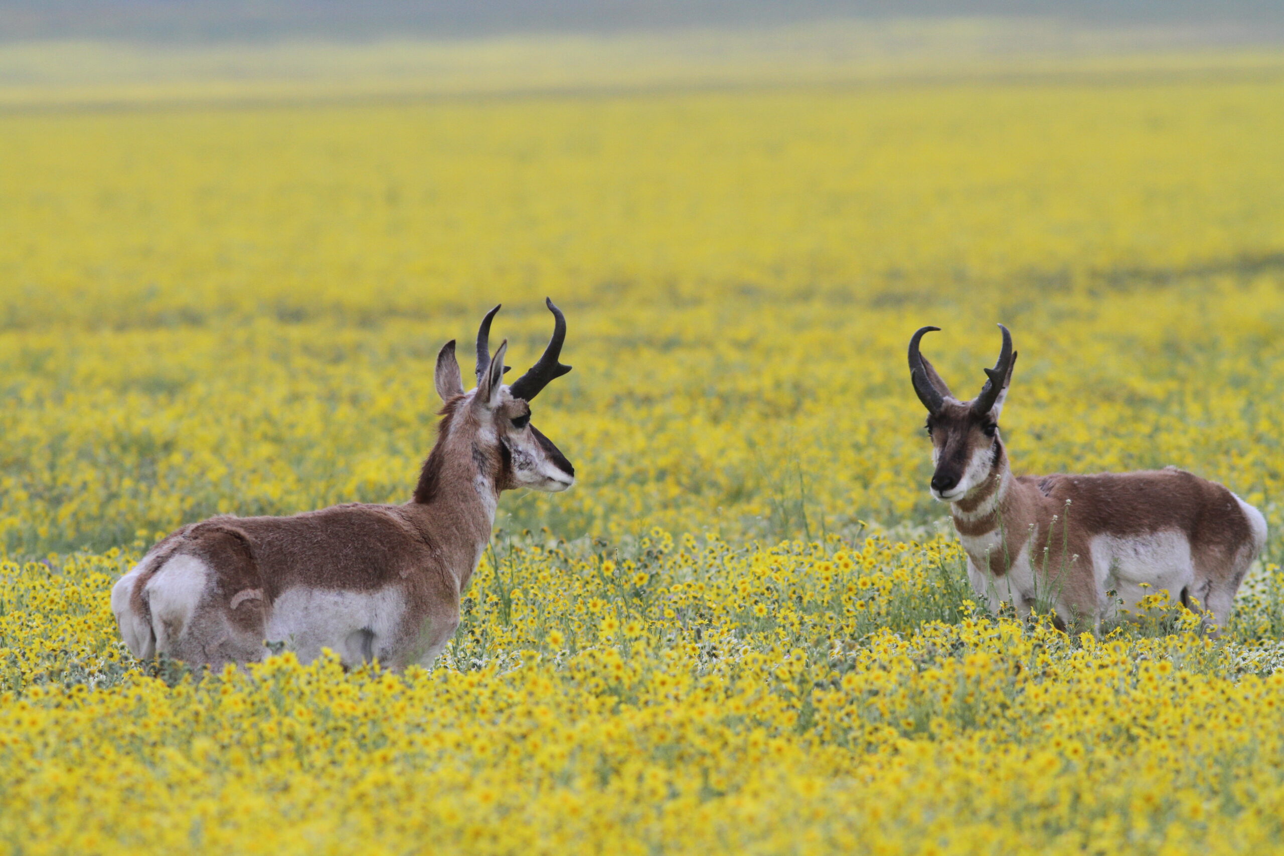 Carrizo Plain pronghorn antelope