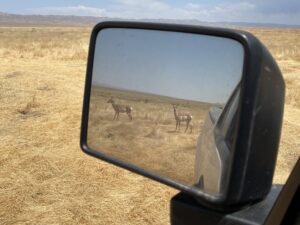 Rear view of pronghorns.