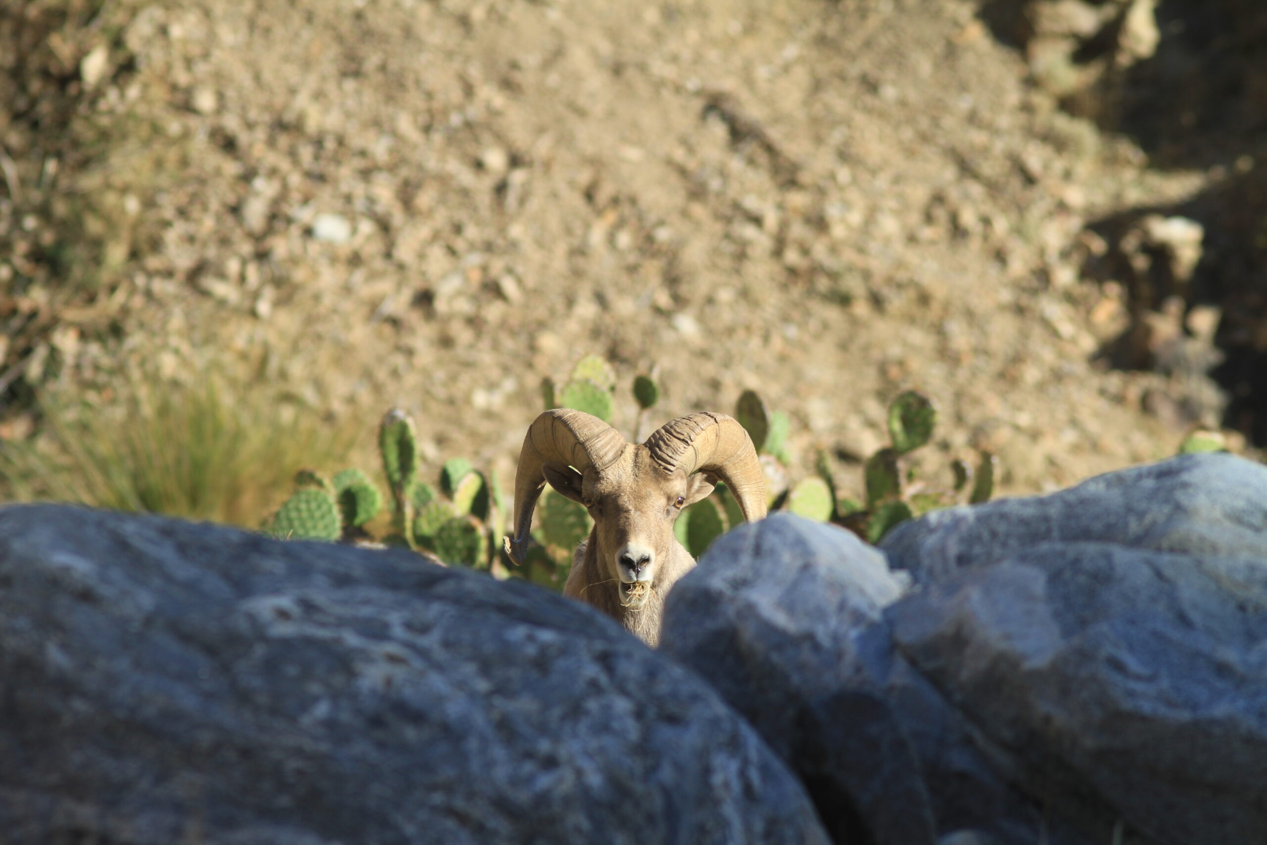 A bighorn ram keeps a lookout