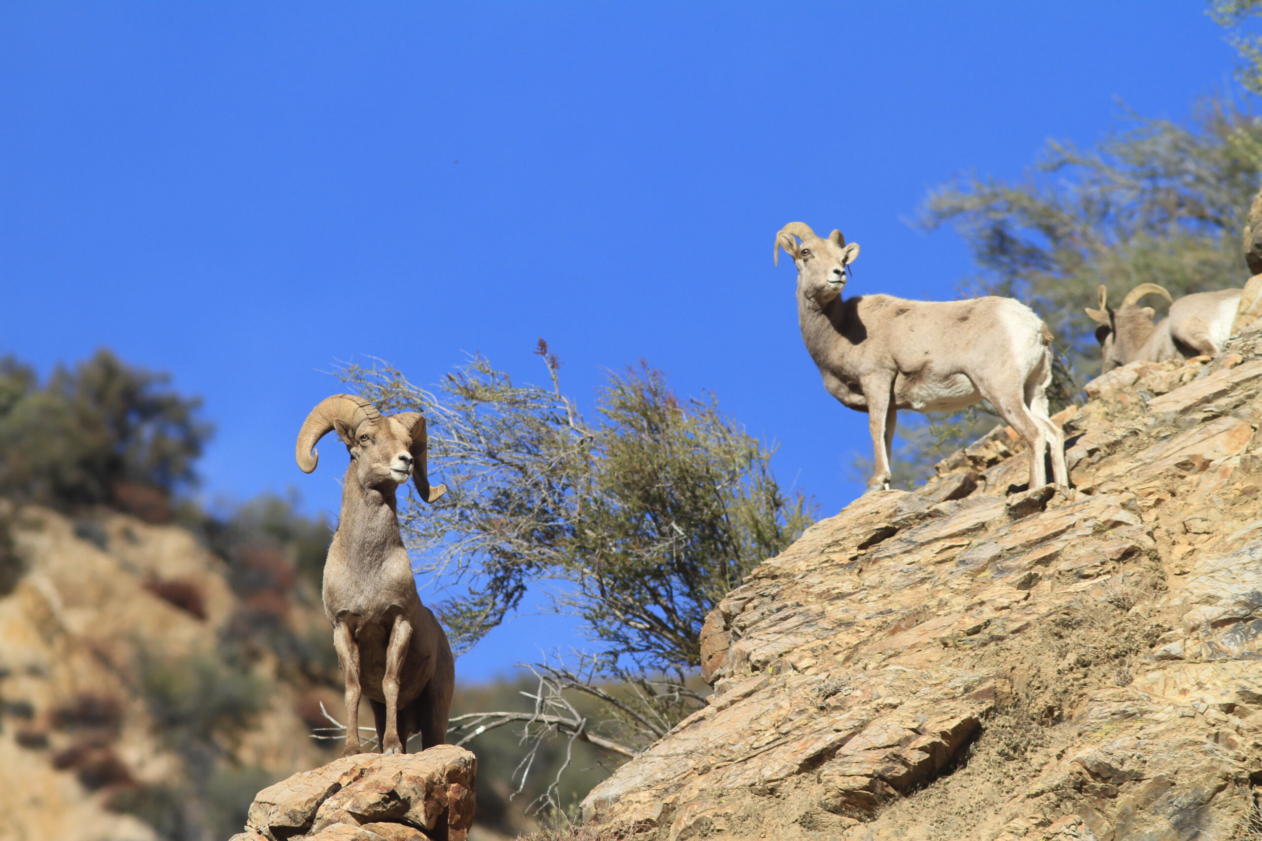 Bighorn Sheep, once feared extirpated, are thriving in Ojai's backcountry